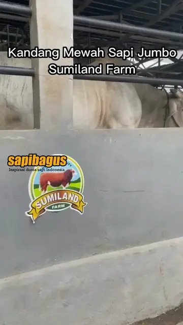 Kandang-Mewah-Sapi-Jumbo-Sumiland-Farm-